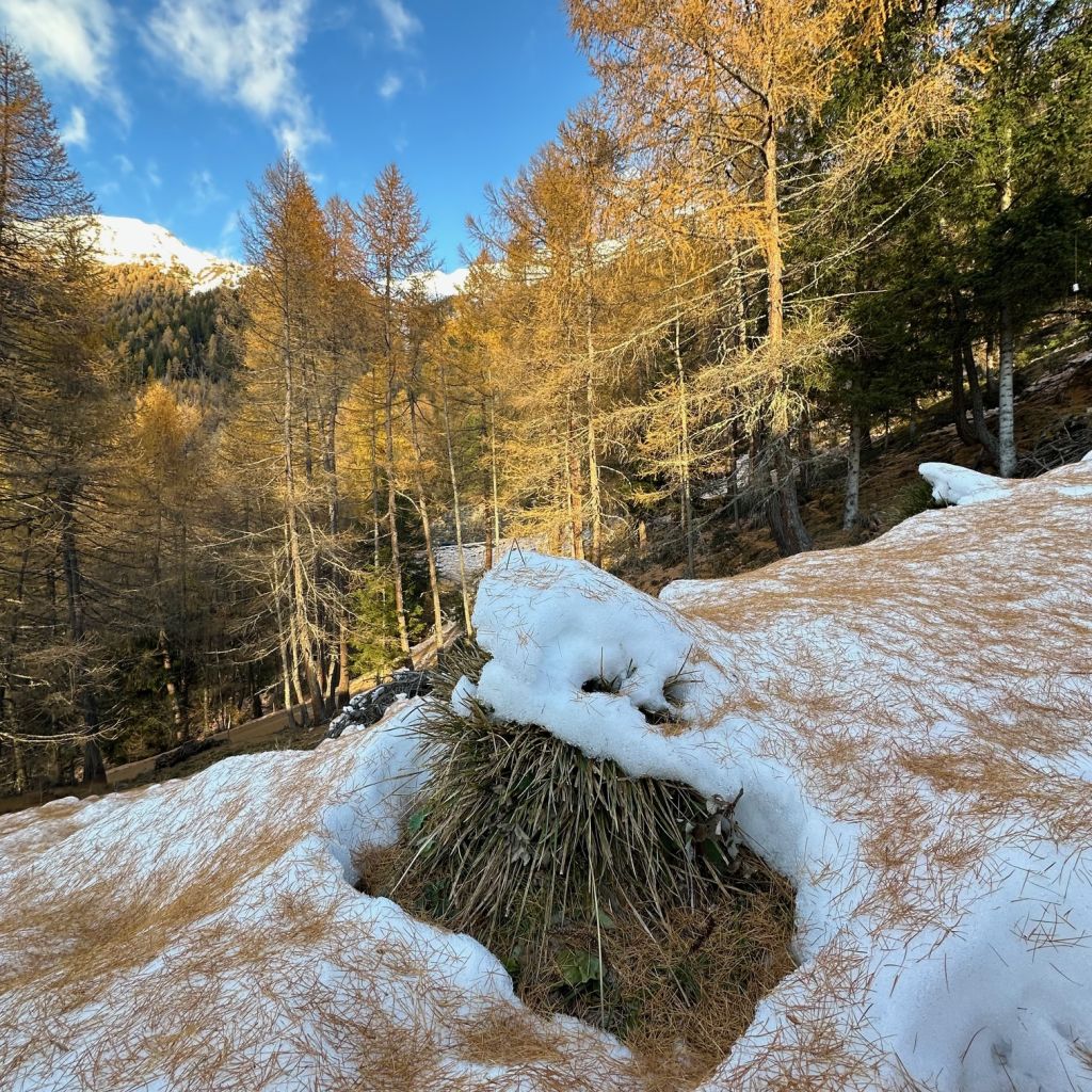 914.soro-menghini-IMG_1882.jpg Res 6272 568a25bc6a0c4ba0286df6a44eb7fe52