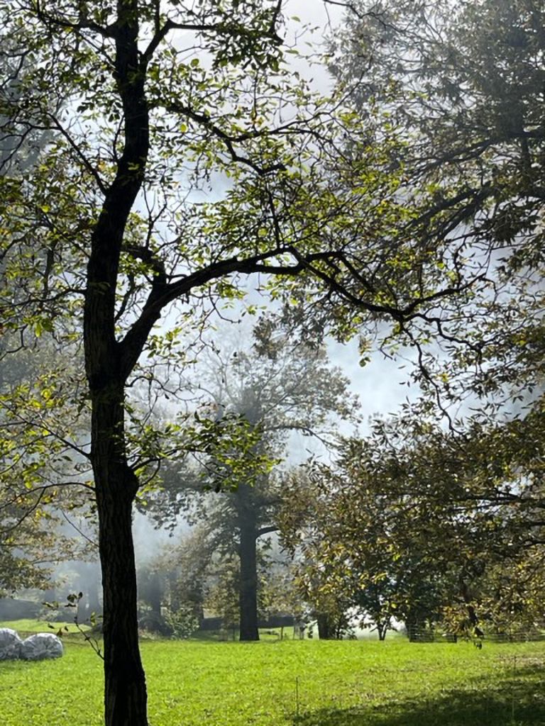 corina-petruzio-IMG_0840.jpg Res 6272 5ee7c3883cf5666d8c86bf09c2c1422b