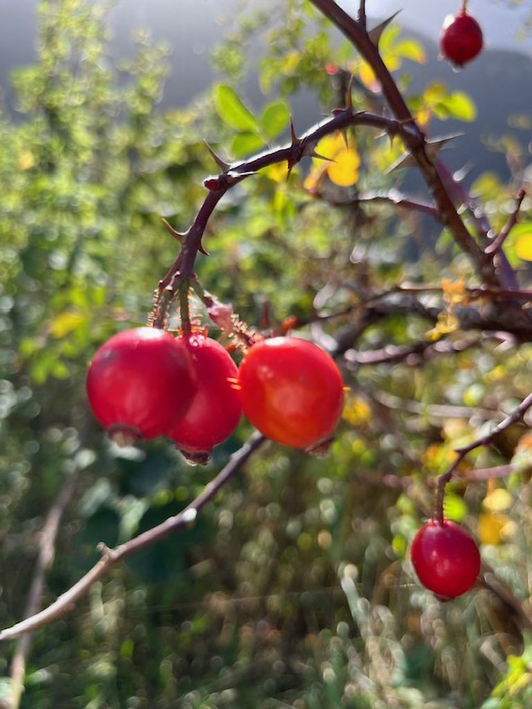 997.corina-petruzio-IMG_0789.jpg Res 6272 61bed38f620bb9500c45d9ac456049d7