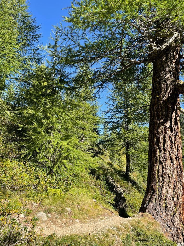 brurena-godenzia-image5.jpeg Res 6272 6aa62390e02a44c9a57feb5559126500