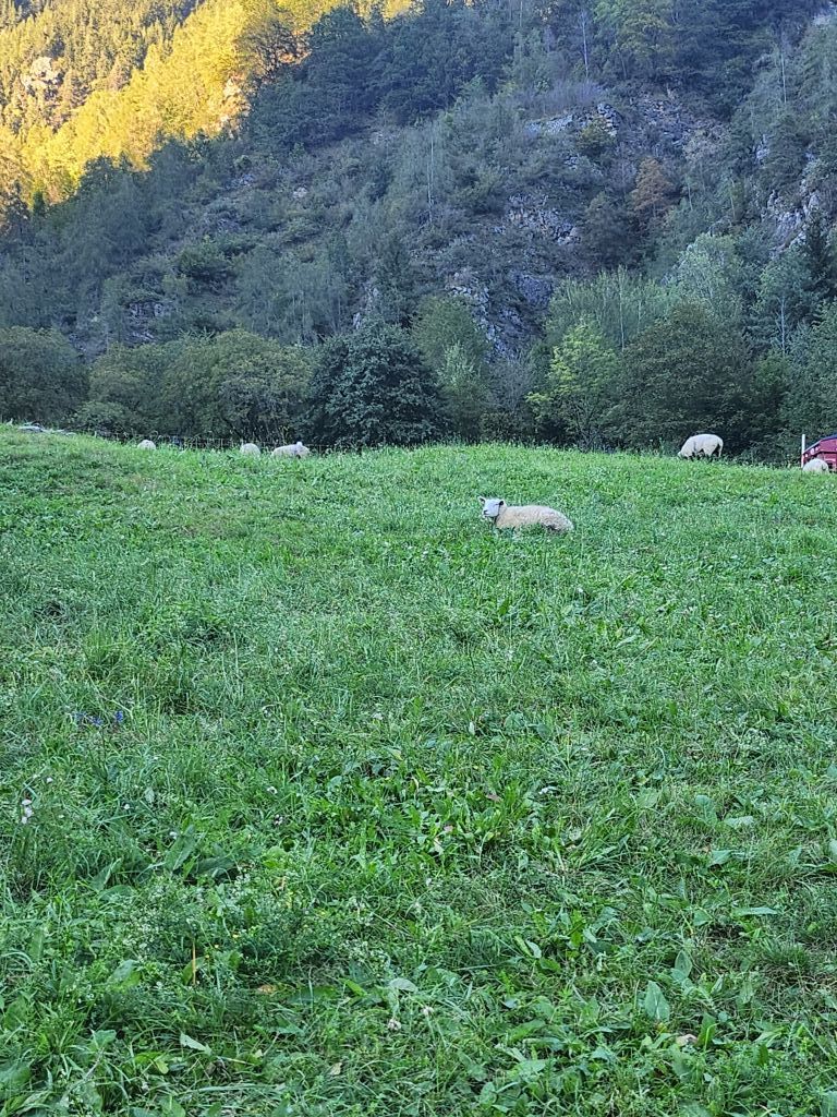 Sara-zala-20230925_171543(1).jpeg Res 6272 7d35d073d4596d222a2e027772b9661f