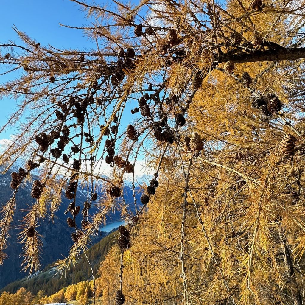 910.soro-menghini-IMG_1872.jpg Res 6272 851761f5c71c95e188a030a21afec82f