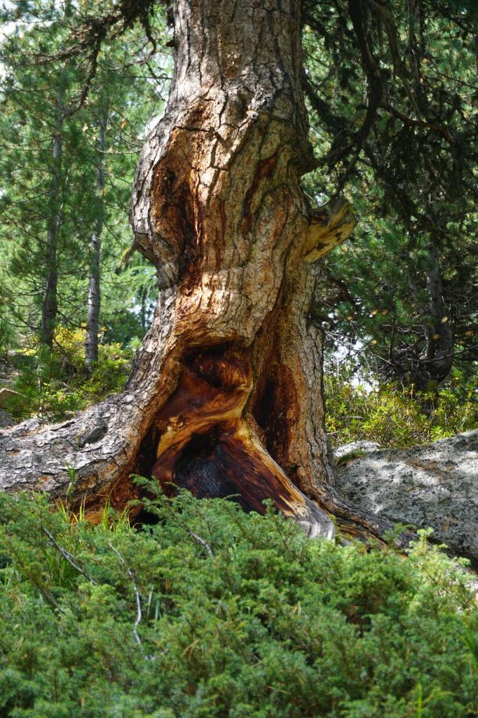 Cario-Crameri-DSC00594 2(1).jpeg Res 6272 8c588d2f0cb1970684405e59672a9125