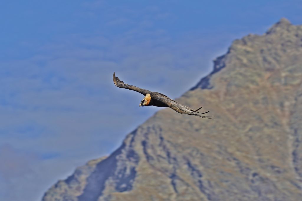 Giorgio Murbach Gipeto con sfondo Piz Sena.jpg Res 6272 8cba8313207fd2f2caa5e3474fbb6b50