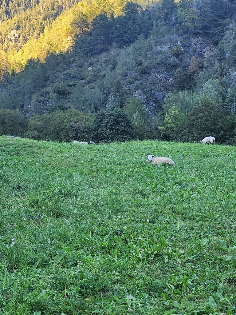 Sara-zala20230925_171557(1).jpeg Res 6272 8e2f333199d951aab24e6b3471011352