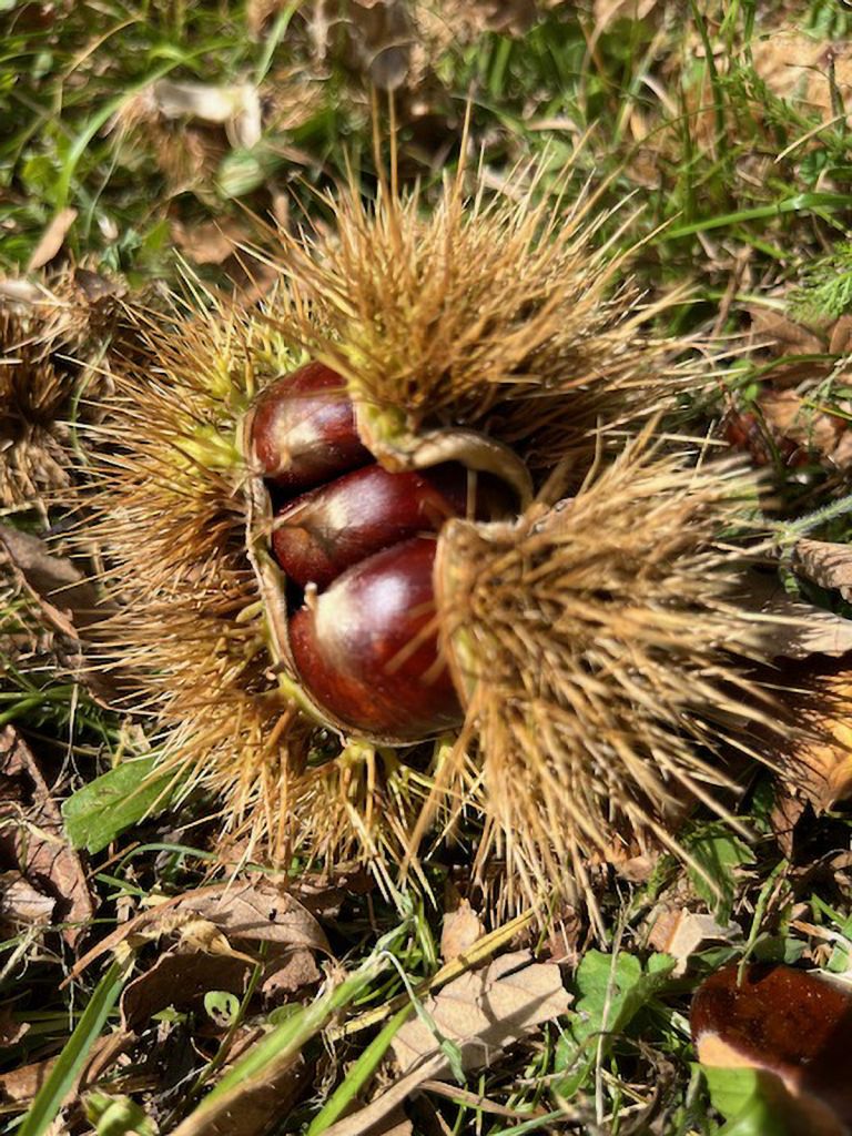 corina-petruzio-IMG_0844.jpg Res 6272 A2595bde0be251613a86b65a1dfbcef7