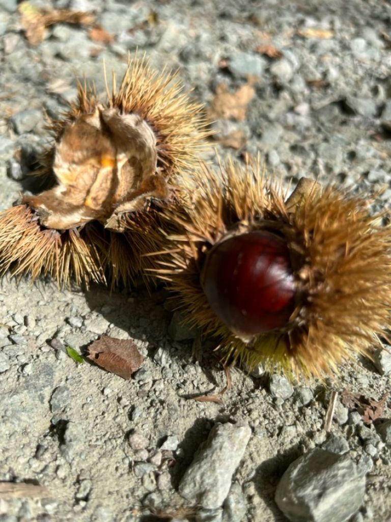 corina-petruzio-IMG_0838.jpg Res 6272 A29a98c704c4177e7f81087d5cf23352