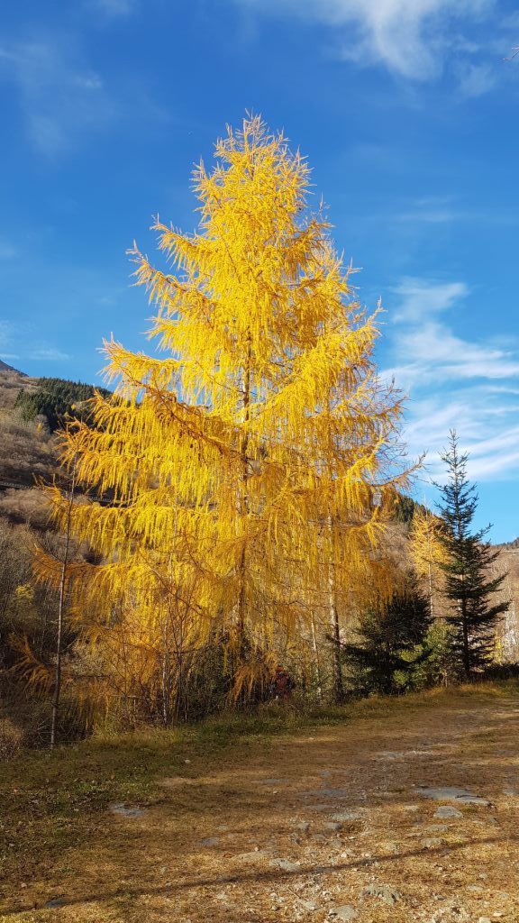 Daniela PArolin20201122_141400.jpeg Res 6272 Ae88ea1dd0f4a7563101007476a0f645