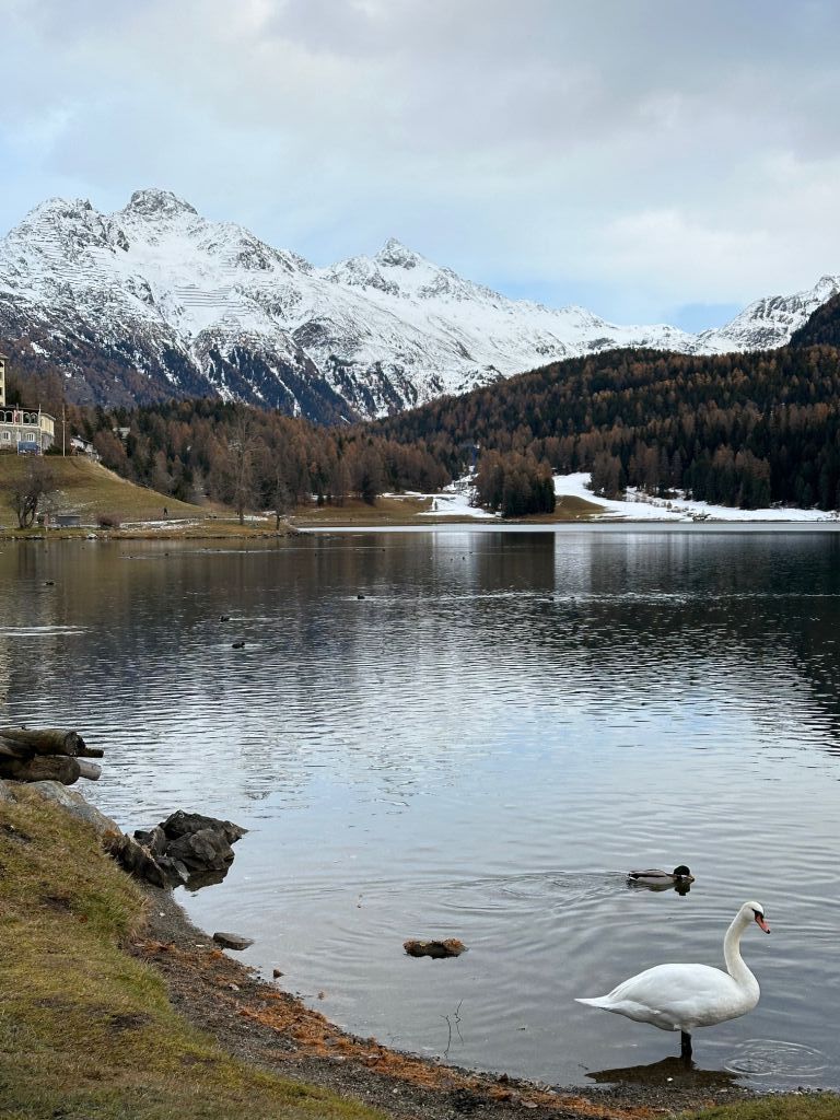 916.soro-menghini-IMG_2063.jpeg Res 6272 B1782147d5c617dc48159ee953eda7d0