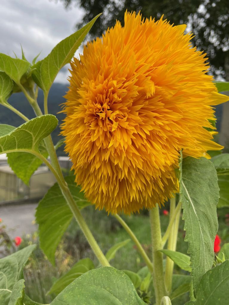 brurena-godenziimage3.jpeg Res 6272 B3f3122738f44540f380c853b7925b9f