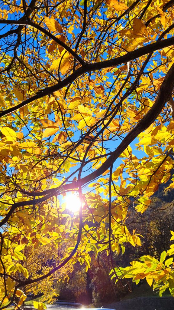 982.Parolini-Unknown.jpeg Res 6272 B8da0a63928947ad4b317fc068e0cc88