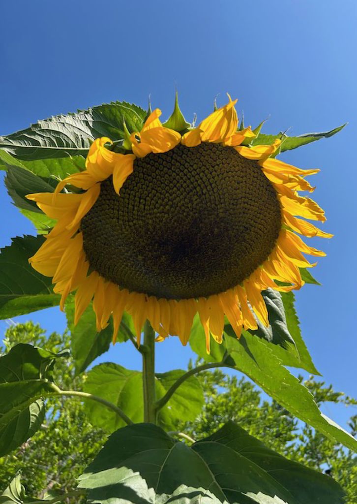 Gimpel_image0.jpeg Res 6272 Bc44399095561d5ee019fe7d2f47c06a