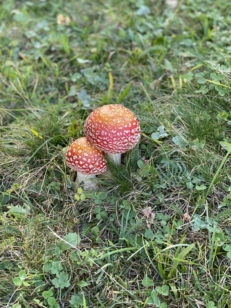 991.Silvana-Semadeni-IMG_8848.jpg Res 6272 D732816a81384a5cf9a0e3a2c2f8d201