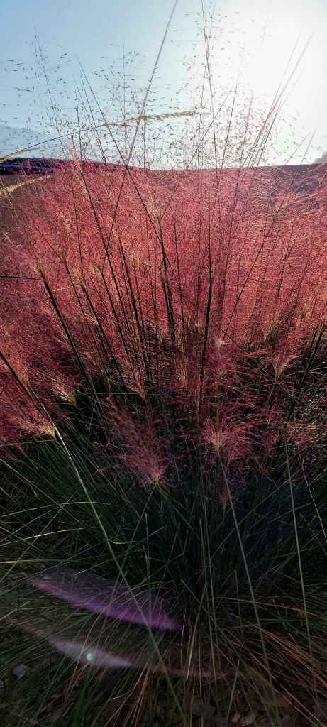 989.Amanda-parolini-20231011_165003.jpg Res 6272 D8e7e863f06a940df22c6cea39550247