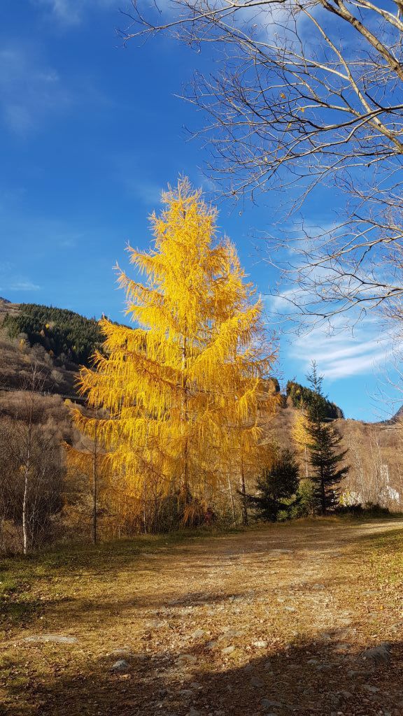 Daniela PArolin20201122_141350.jpeg Res 6272 Deccaf4c58c282e19c6117cf9f79df91