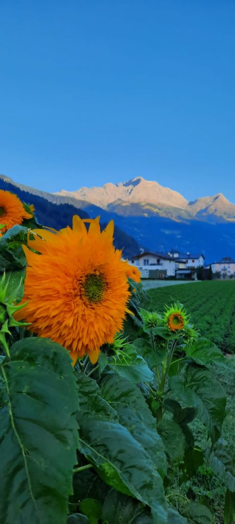 Gimpel-image0.jpeg Res 6272 E4f398208cc7b9103e17bee263421b45