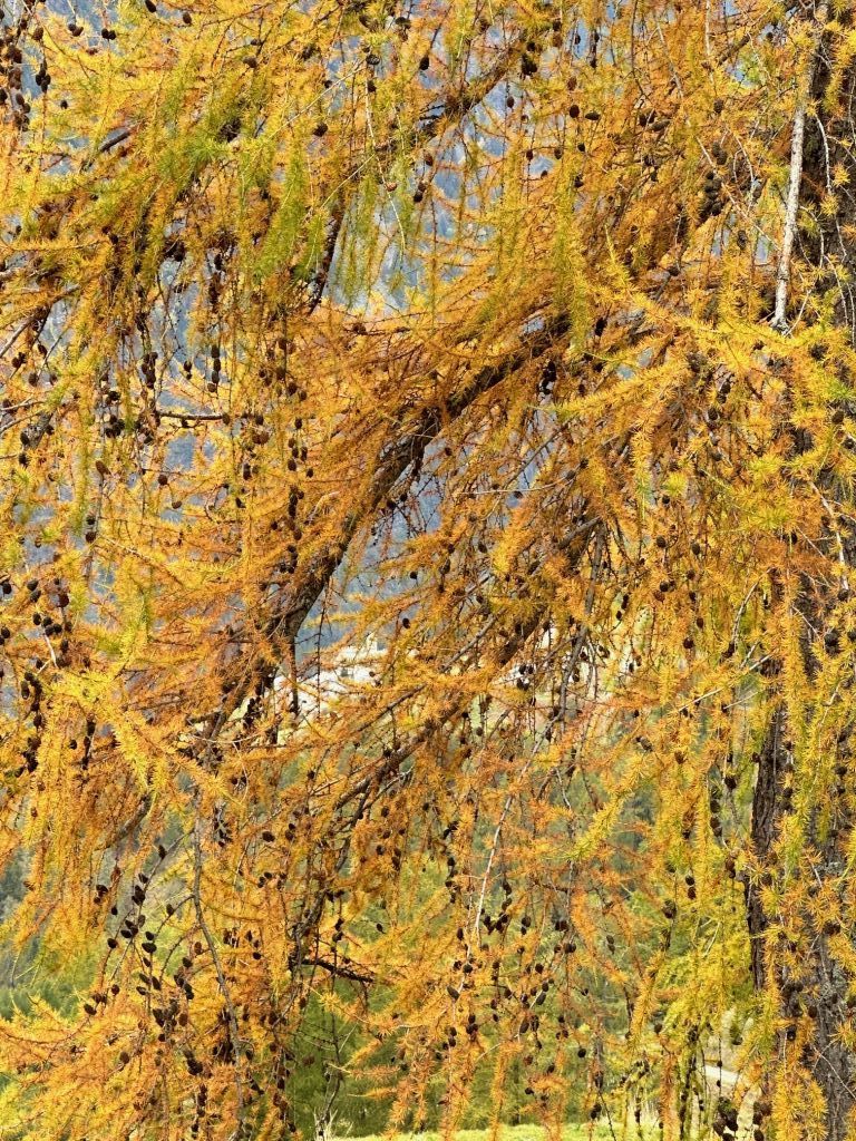 919.soro-menghini-MG_1305.jpeg Res 6272 Ea5f6c0217d123527715bc99b1f850c3