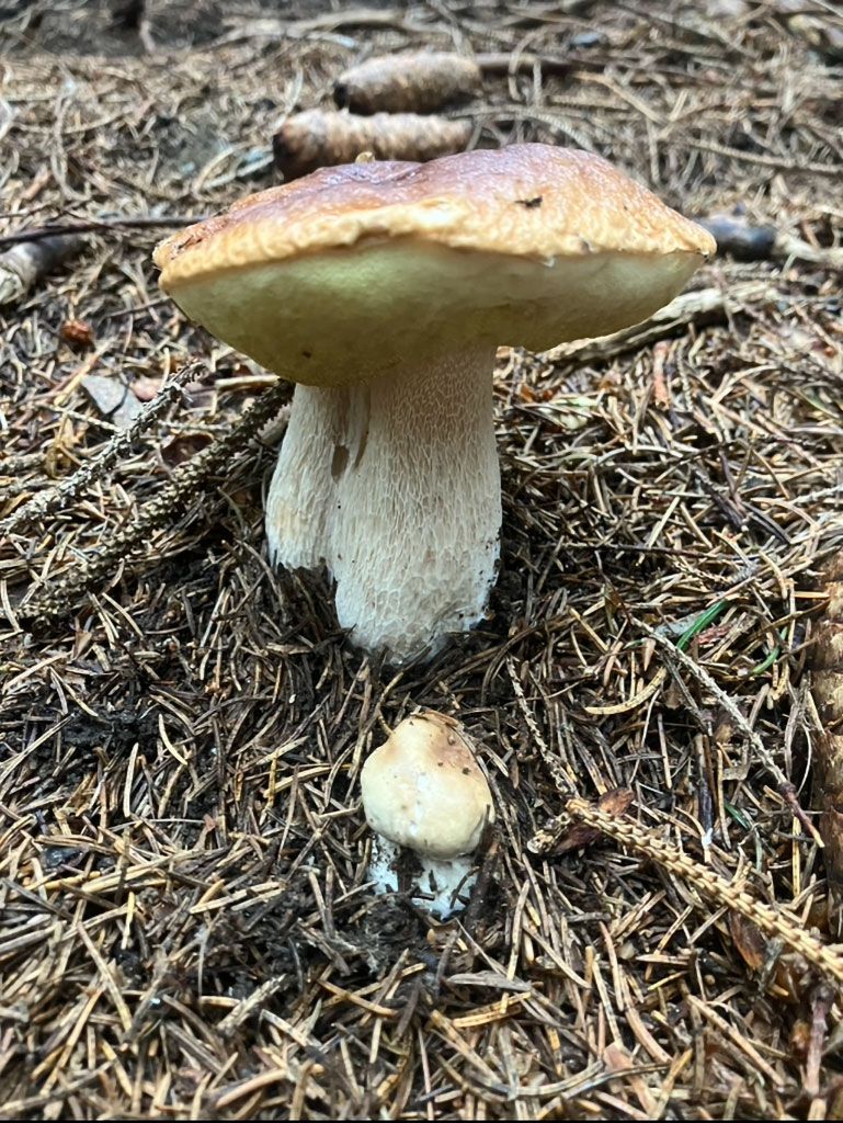 Geo-toscanoimage4.jpg Res 6272 Ef68d5ae87988fa95927f5c4df1ecd22