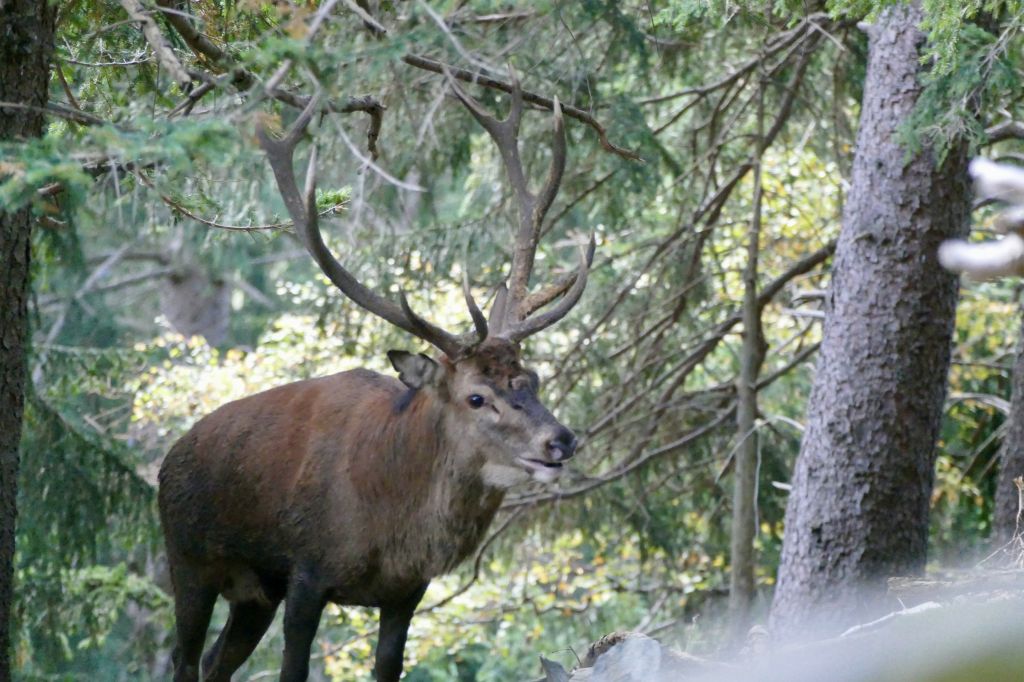 891.Alex-crameri-image0.jpeg Res 6272 F19b8507380c1ebec87bdcfacc3e21f4