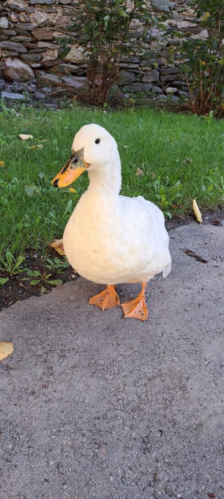 Samanta-Pianaimage2.jpeg Res 6272 Fe96792954366ed39d5d752bf8ff190d