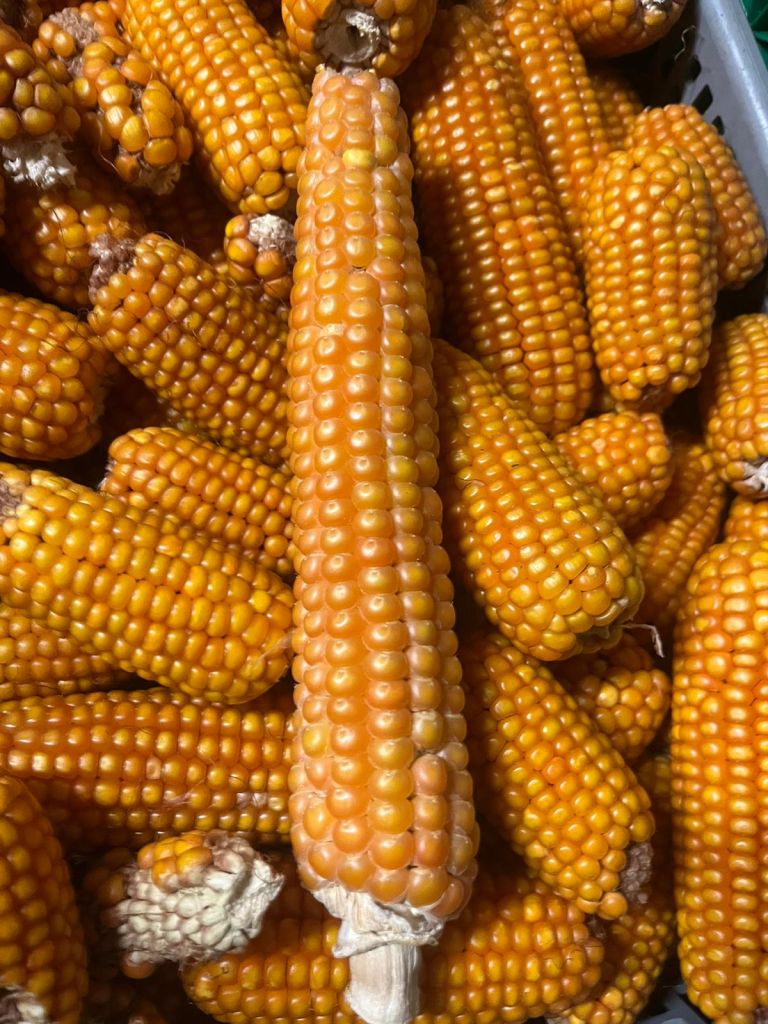 PHOTO-2023-11-01-16-51-29.jpg Res 6378 1ce39321696c000dca89835f9db657f5