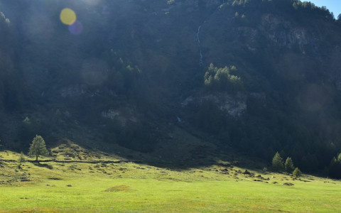Assolto l`uomo accusato di aver colpito una mucca 