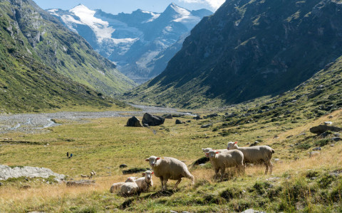 Impatto dei grandi predatori sul mondo agricolo