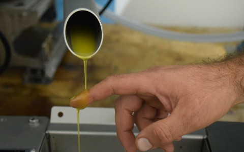 Campascio: in funzione il frantoio per le olive