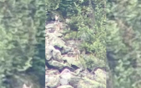 Avvistata una cucciolata di lupi in Val di Campo