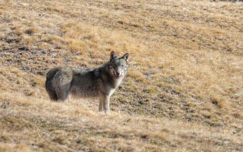 Lupo: meno predazioni ma più abbattimenti