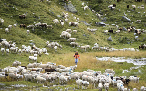 Un lupo ha sbranato 37 pecore in Alta Engadina Un lupo ha sbranato 37 pecore in Alta Engadina