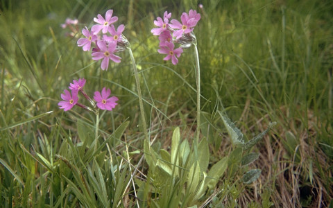 La Primula di Haller di Alp Grüm