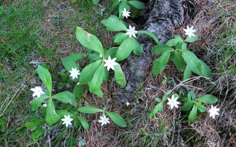 Un fiore raro di Cavaglia