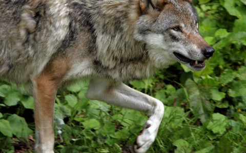 Lupo abbattuto in Surselva per proteggere l'uomo