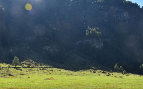 Mucca trovata morta con proiettile in corpo Mucca trovata morta con proiettile in corpo