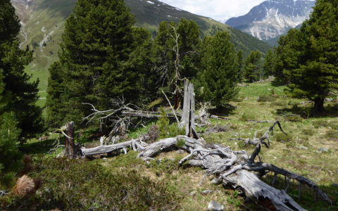 Strategia per la promozione biodiversità forestale