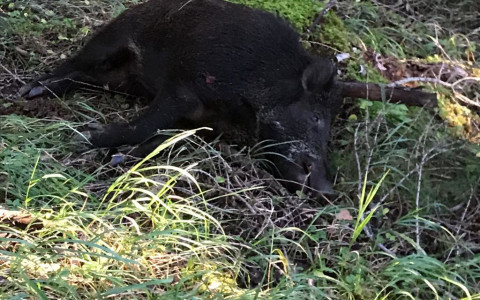 Ucciso un cinghiale a La Piana - Brusio