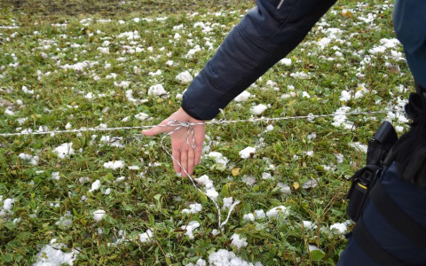 Ragazzina perde un dito per fermare cavalli 