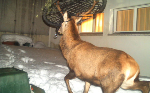 Situazione straordinaria per la selvaggina 