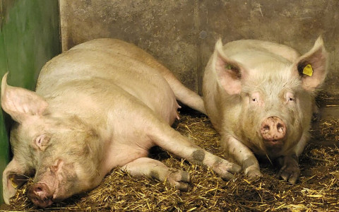 La Valposchiavo «Regione svizzera del gusto»