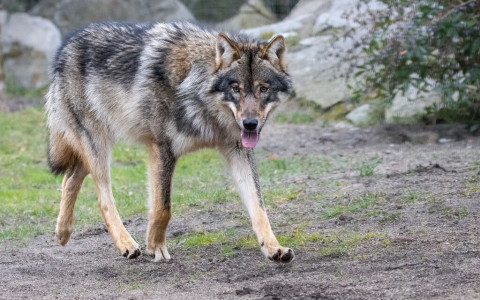 Il lupo dei Grigioni M237 ucciso in Ungheria