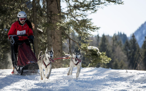 Cani da Slitta a San Bernardino