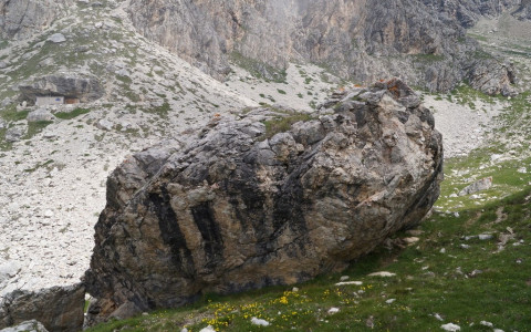 Un vegetale raro cresce sul Sassalbo