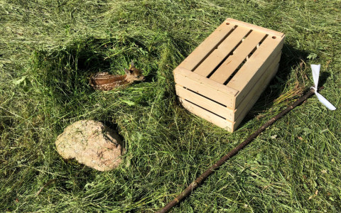 522 cuccioli di capriolo salvati dai droni