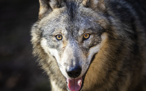 Concesso abbattimento di un lupo in Bregaglia