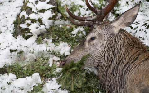 3'432 cervi e 2'502 caprioli abbattuti