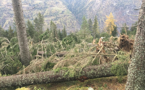 Tempeste Burglind e Vaia: danni record per legname