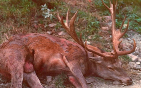 Caccia alta, uccisi 3’500 cervi
