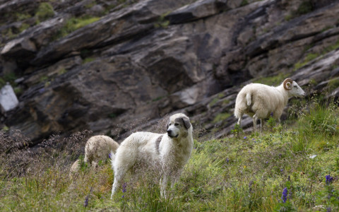 Governo si assume costi per protezione greggi