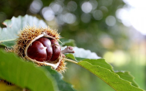  La castagna di Bregaglia nell’Arca del gusto